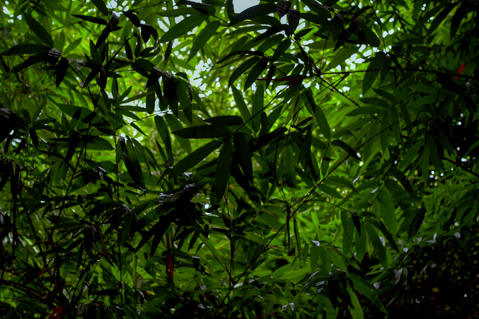 Lush green leaves representing the environmental savings of switching to a bidet